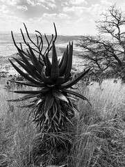 Aloe on the hill