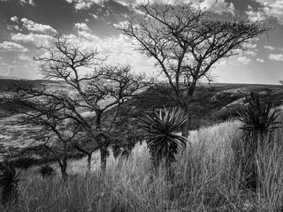 Landscape in Black & White