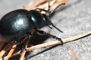 Beetle on the ground in Pyrenees. Huesca. Aragon. Spain.