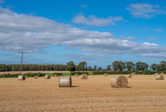 Bales of hay in the English countryside
