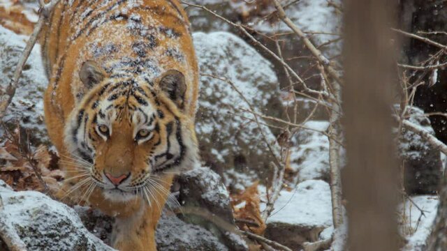 Siberian tiger walking off