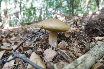 edible mushroom in the forest