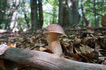 edible mushroom in the forest