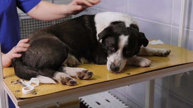 Close-up of a sick dog lying on a table in a veterinary clinic, the doctor strokes the dog with his hand.