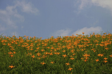 Taiwan Hualien Fuli Sixty Stone Mountain Golden Needle Flower Field