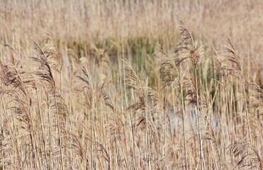 close up of dry reed grass
