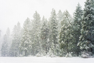 Winter landscape Lassen national forest snowstorm, Northern California