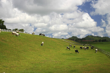 Fototapeta na wymiar Taitung Beinan Chulu Ranch