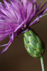 Flower of brown knapweed Centaurea jacea in Pyrenees. Bestue. Huesca. Aragon. Spain.