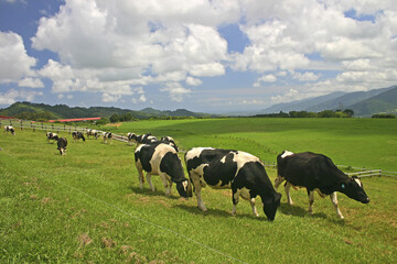 Taitung Beinan Chulu Ranch grazing area