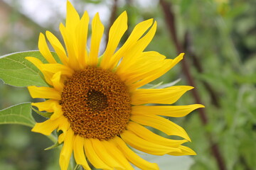 petite fleur prise dans un parc