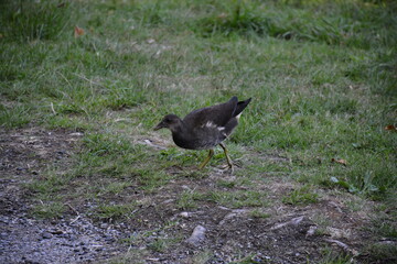 Nantes - Embouchure du Cens - Gallinule poule d'eau