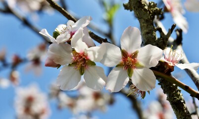 Close up of beautiful Almond blossoms
