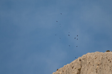 Flock of Alpine choughs Pyrrhocorax graculus flying over a cliff. Alto Añisclo. Pyrenees. Huesca. Aragon. Spain.