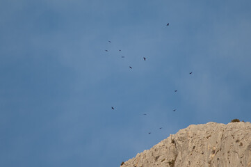 Flock of Alpine choughs Pyrrhocorax graculus flying over a cliff. Alto Añisclo. Pyrenees. Huesca. Aragon. Spain.