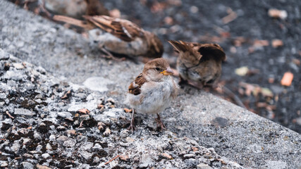 Sparrow on the ground