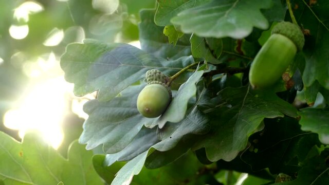 The sun's rays shine through the green leaves of the oak. Acorns on tree branches