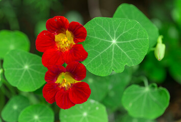 Nasturtium flower and green leaves. two beautiful red flowers with green round leaves surface textures background.