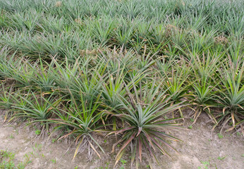 Pineapple plant in farm