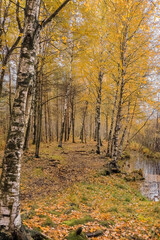 Obraz premium Vibrant colors of Autumn forest with yellow birches and dry herb.beautiful scene in yellow autumn birch forest in october with fallen yellow autumn leaves