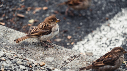 Sparrow on the ground