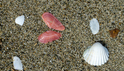 Italy Tuscany Maremma Grosseto, Principina beach with sea shells on the sand.