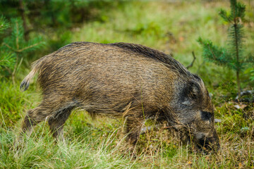 Young wild boar in green forest in summer