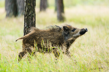Young wild boar in green forest in summer