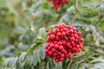 bunches of rowan, Rowan, rowan branch, rowan leaves, red berries, rowan brush