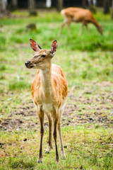 Young Dappled deers feeding in meadow