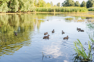 wild ducks in the pond, duck pond
