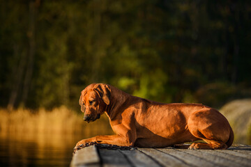 Rhodesian Ridgeback dog lying with water on background at sunset