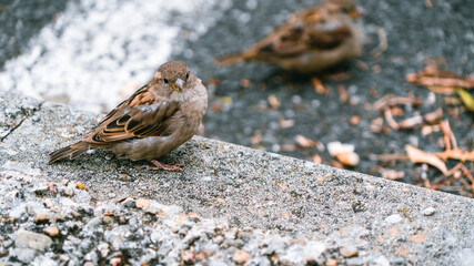 Bird sitting on the ground and looking at the camera