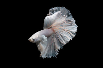 Betta fish,Siamese fighting fish in movement isolated on black background.