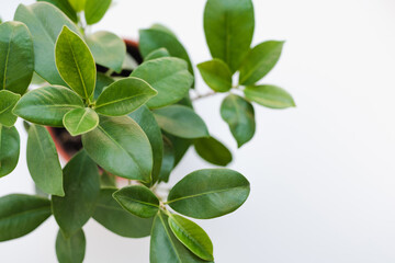 ficus leaves, ficus on a white background, indoor plant