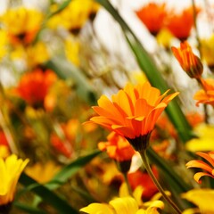 Close up of yellow and orange African daisy's