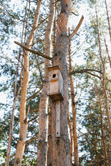 bird house, birdhouse on the tree, Pine forest, pine trunks