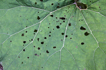 Blatt mit Löchern