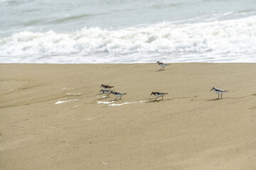 Italy Tuscany Maremma Grosseto, Principina beach a mare in the direction of the natural park of the maremma group of beach birds Charadrius alexandrinus, called fratino feeding on the shoreline.