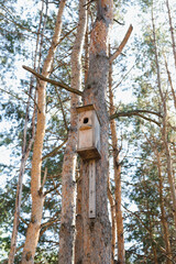 birdhouse on a tree trunk, Pine forest