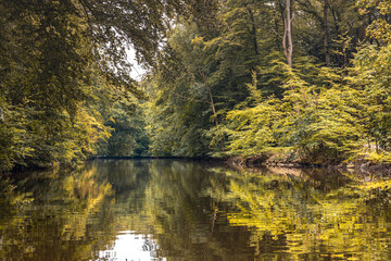 landscape shot of a river bend in a forest or marshland in autumn with yellow and green leaves reflecting on a water surface from a small lake or creek.