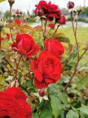 red rose green leaf flowers summer background
