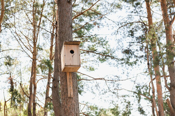 bird house, birdhouse on the tree, Pine forest, pine trunks