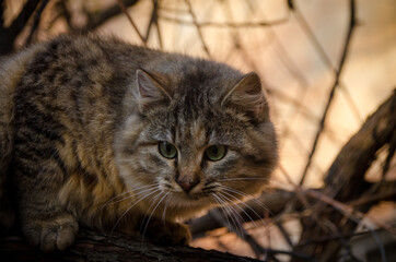 Obraz premium Beautiful furry cat is sitting on tree in beautiful autumn garden