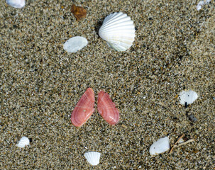 Italy Tuscany Maremma Grosseto, Principina beach with sea shells on the sand.