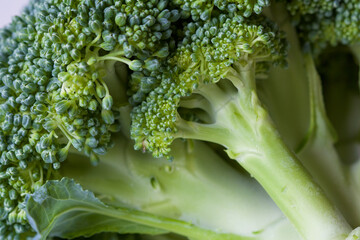 Raw green broccoli vegetable as background.