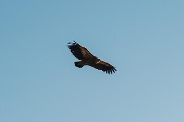 Griffon vulture in the sky of the Natural Park of the Duratón River Canyon located in Segovia in Spain