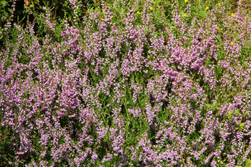 Naklejka premium Heidekraut