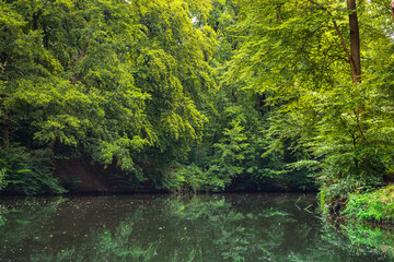A riparian forest or riparian woodland wallpaper, looking onto a wild river, stream, pond, lake, marshland or reservoir with hanging trees and reflections over water.