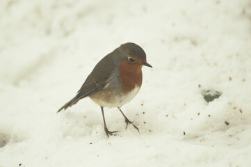 Close up shot of a robin on a snowy winters day.